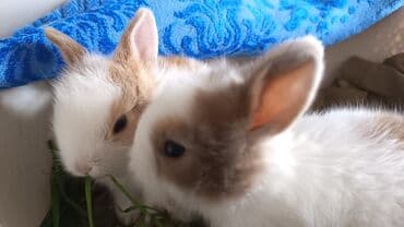 yerli keçilər: Dovsan balalari topdan Ve tek satilir. Yerli ve cins balalar — 3