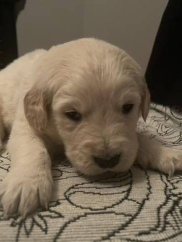 Птицы: Лабрадор-ретривер, 1 месяц, Самец, Платная доставка — 6