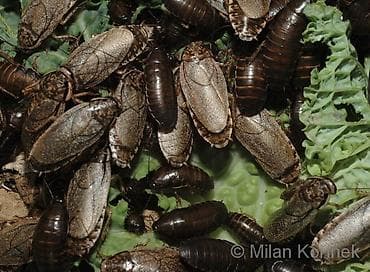 Yemlər: Lobster Taran ları satılır tam sağlamdılar səliqəli baxılıb təmizdilər — 2