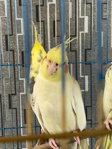 danişan quş: Salam. ENDİRİMLƏR🦜🐦 Qiymət dənə düşməmişlər 35 m başlayır — 7