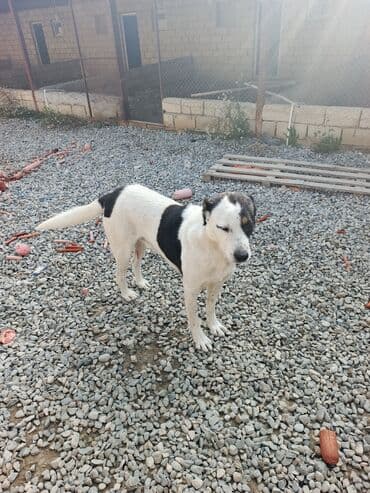 ən gozəl it adları: Kanqal, 1 ay, Dişi — 2