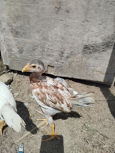 etlik cuce: Toyuq cücələri, Ətlik — 4