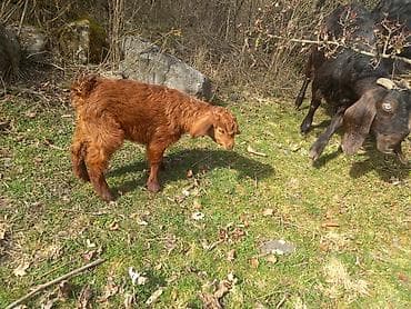 yerli keciler: Qırmızı-qəhvəyi rəngdə bala keçi - Cins: yerli dağ keçisi tipli — 2