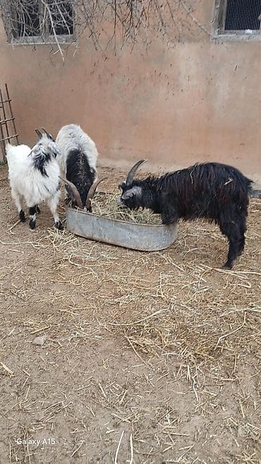 heleb keçisi: 14 eded keci satilir.4 erkek 10 disi.disiler hamsi tekesini — 5