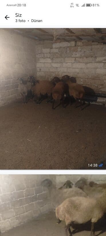heyvan bazari inekler: Qoyun sürüsü satılır. - Növ: yerli qaragül/çəhrayı-qəhvəyi rəngli — 3