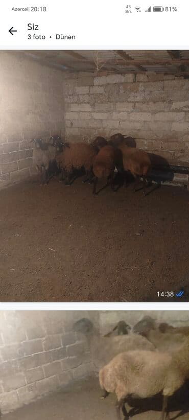 Tavalar: Qoyun sürüsü – 6 baş. 1 heyvan yanı balalı. - Növ: yerli — 3