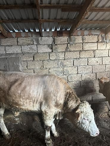 lalafo keci satisi: Satışda ətlik qaramal – bir neçə baş erkək heyvan. Xüsusiyyətlər: - — 8