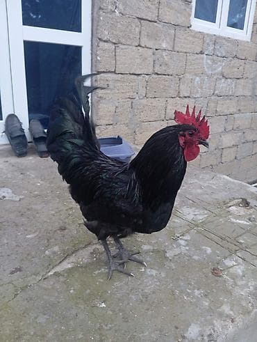 göyərçin satışı: Cinsi: Təmiz qan Avstralorp (Lələklərində yaşıl parıltısı var) — 3