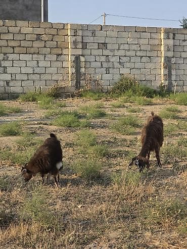 Mal-qara: Heyvanlar tam sağlamdır 1 erkək 3 dişidir ikisi bir dəfə doğub biri — 2