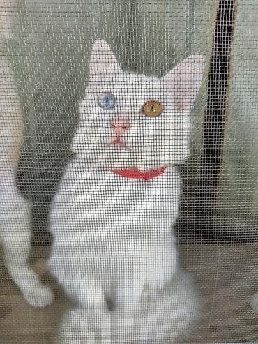 Van, Dişi, Yaxşı əllərə, Ünvandan götürmə