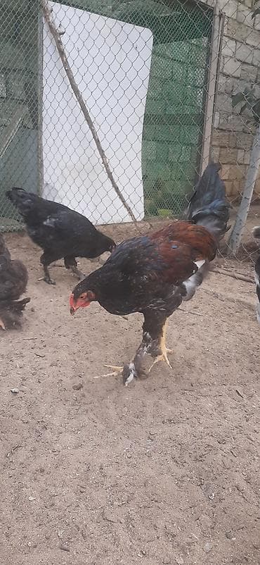 Toyuq cücələri, Damazlıq lalafo.az -da Toyuq cücələri, Damazlıq