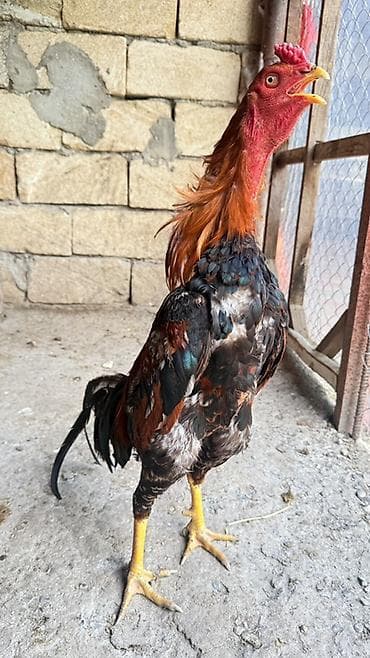 Məhsul: Uzunboylu, sərt bədən quruluşlu qırqovul rəng çalarlarına