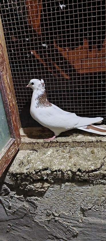 Salam Erkey qusdu saglamligina cvbdehem