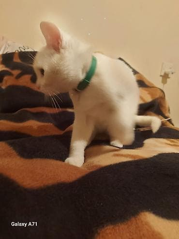 bala pisik sekilleri: Türk anqora, Erkək, Yaxşı əllərə, Ünvandan götürmə — 2