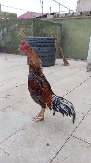 Boşqablar: Salam qiymət 40 manatdan basdyir 70 4 dənə xoruz 11 ayliqdi biri 1 — 7