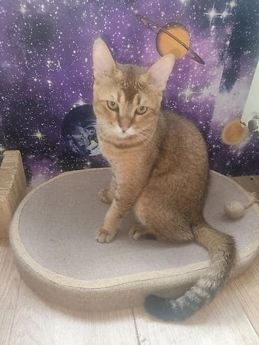 Кошки: Золотая шиншилла — 7