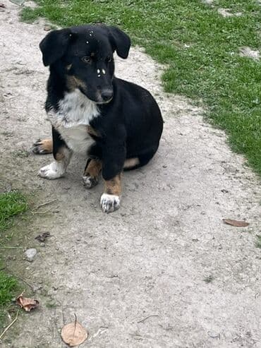 tuklu itlerin qiymeti: Zvanok küçüklər satılırBalaca it balaları – qarışıq rənglərdə - — 8