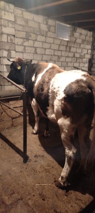 Ətlik iney - Cins: qarışıq, alaca rəngli - Növ: ətli istiqamət -