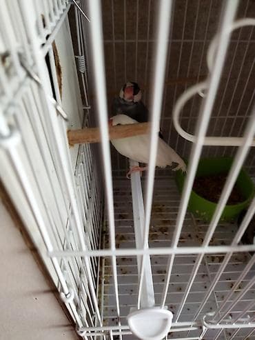 Salam təcili satilir pul lazmid deye cut 1 dəfə yumurtalayiblar alanda — 2