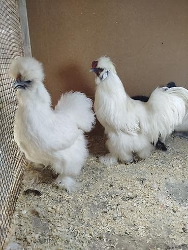 Ponponlar satılır bir xoruz iki toyug toyuglar hal hazırda