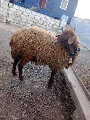 sotland pisiyi satilir: Erkək, Qala, il: 1, Damazlıq — 10