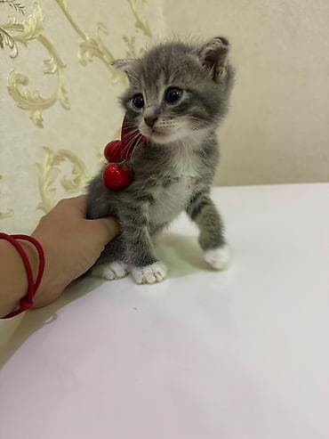 Кошки: Sevimli balaca pişik balaları - Cins: ev pişiyi (qısa tüklü) - Rəng — 1