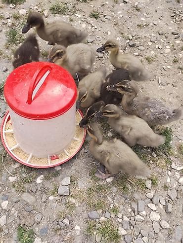 pulsuz video cat: Rouen ordey balalari satılır, 10 gunluk balalardi — 2