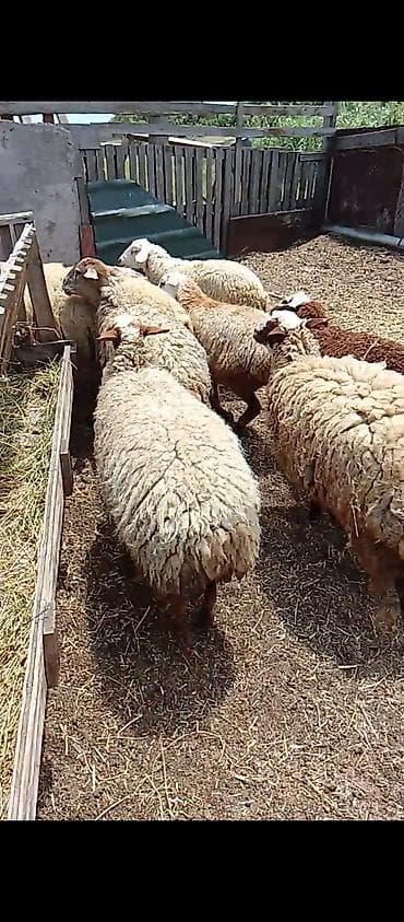 balaca atlar: Təmiz prablemsiz heyvanlardi tekdə var Balalıda.yalnız vatçap — 2