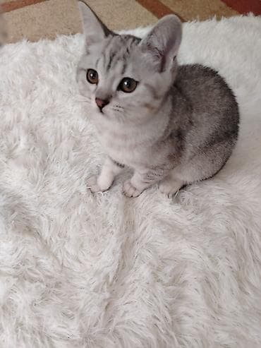 pişik balasi: Gümüş rəngli, zolaqlı naxışları olan ev pişiyi balası. Şirin yuvarlaq — 6