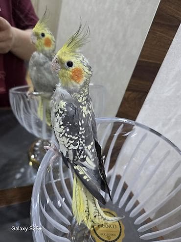 Qefesle bir yerde satilir. Unvan Yasamal. Insaatcilar m st