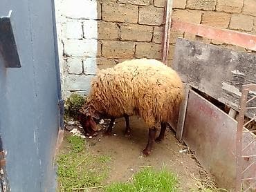 lalafo.az atlar: Erkey toğulu satılır istəyən olsa yazsın video sun atım baxın real — 5