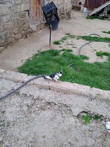 Птицы: Kövən balalardı əsl üçurtmaqüçün biri 5 manatdır — 5