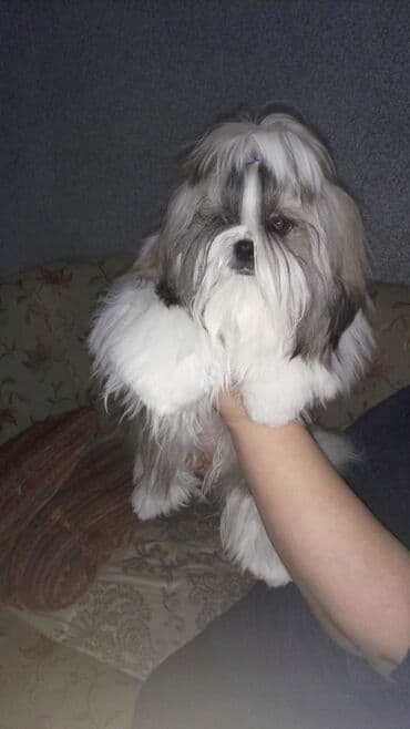 arı şəkilləri: Shi-tsu — 1