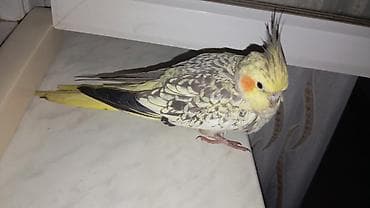 bulbul quşu: Nimfa papuqayı (Cockatiel) – Təcili satılır dişidir real alıcılara — 3