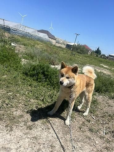 Akita-inu — 5
