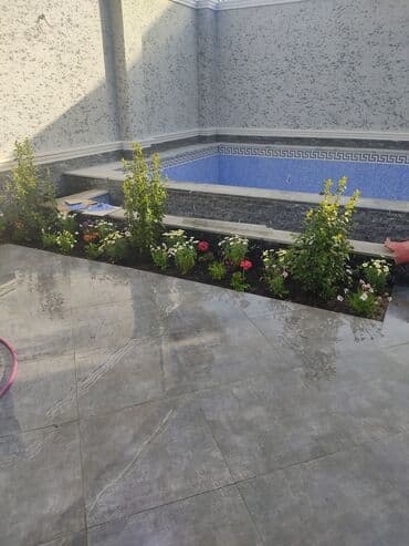 üzüm ağacı: Dekorativ ağaclar gül çiçək qazon torf torpaq ağdaşlar satşi ağacların — 14