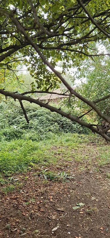 qebelede heyet evleri satilir: 85 sot, Kənd təsərrüfatı, Mülkiyyətçi, Kupça (Çıxarış) — 1