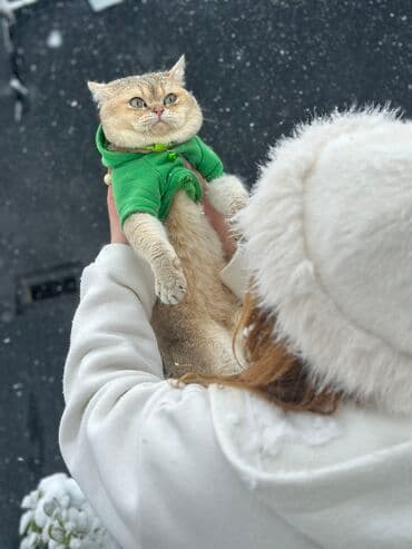 pişiklərin cutləşmə vaxtı: Erkək, Cütləşmə üçün, Pulsuz çatdırılma, Ödənişli çatdırılma, Rayonlara çatdırılma — 8