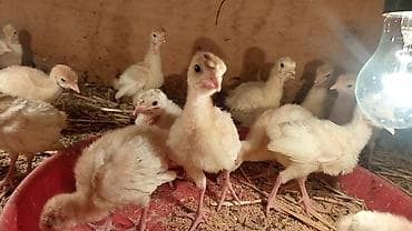 toyuq ucuz qiymete: Təmiz qan Ağ Kanada hindüşqa cücələri.Erkəklər 15-20kilo,Dişi — 1