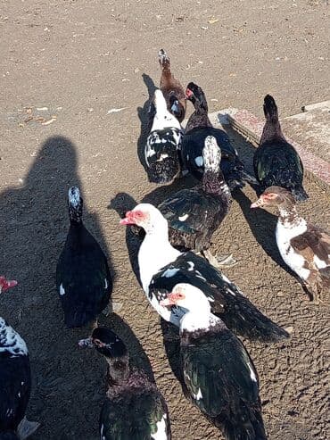 Keçi, çəpiş: Dişi, | Lal ördək, Damazlıq, Ünvandan götürmə — 4