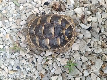 lama: UMUMI QIYMETDIR!!! Araliq deniz Tisbagalari 🇦🇿 Azərbaycan dili: 🐢 4 — 6