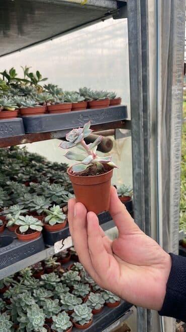 Mini sukulent (Echeveria növü) – plastik qəhvəyi saksıda. - Bitki