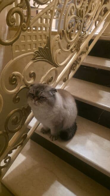 вислоухий кот цена: Шотладская вислоухая, Самец — 2