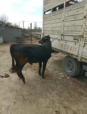 mal bazarı: Inəklər, öküzlər — 6