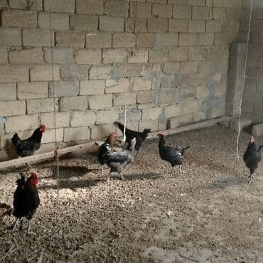 Dovşanlar: Xoruzlar satılır — 8