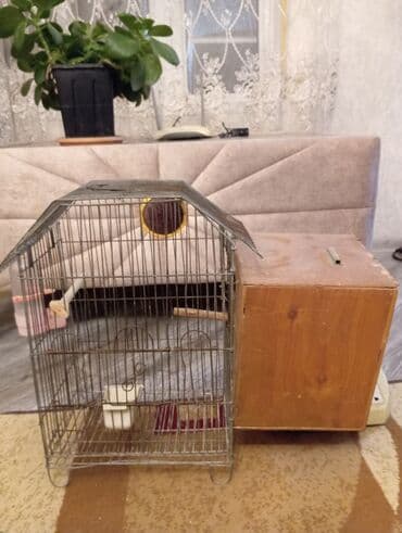 sumqayit qəfəs: Metal qəfəs, quş saxlamaq üçün nəzərdə tutulub. Qəfəsin içərisində yem — 4