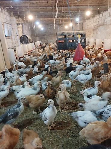 cüce adları: Toyuq cücələri, Damazlıq — 2