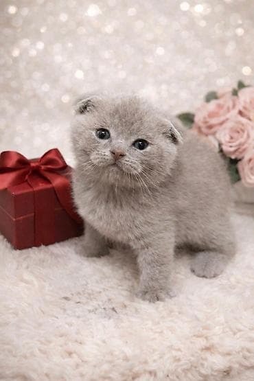 cau cau iti: Şinşilla, Dişi — 7