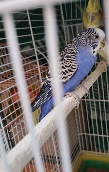 купить кур: Məhsul:Kanareka Ev quşu – dalmatin naxışlı-mavi rəngli dalğalı bülbül — 1