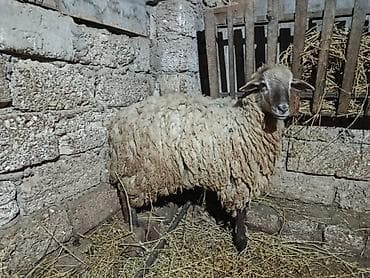 Gəmiricilər: Salam quzular satılır diri çəkinən 8 manatdan — 4